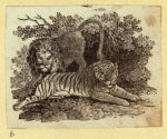 Leopards and tigers.