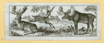 Deer and antelope.