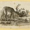 Deer and antelope.