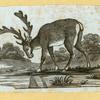 Deer and antelope.