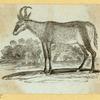 Deer and antelope.