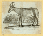 Deer and antelope.