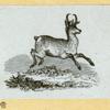 Deer and antelope.