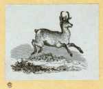 Deer and antelope.