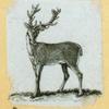 Deer and antelope.