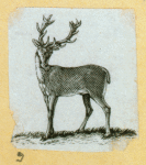 Deer and antelope.