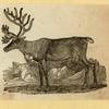 Deer, moose, and elk.