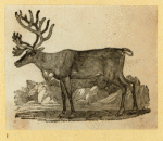 Deer, moose, and elk.