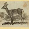Deer, moose, and elk.