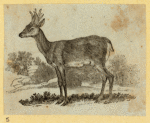 Deer, moose, and elk.