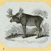 Deer, moose, and elk.