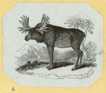 Deer, moose, and elk.