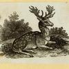 Deer, moose, and elk.