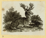 Deer, moose, and elk.