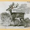 Antelope, deer, elk, and moose.