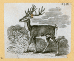 Antelope, deer, elk, and moose.