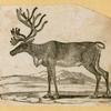 Antelope, deer, elk, and moose.