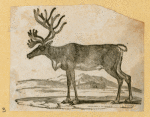 Antelope, deer, elk, and moose.
