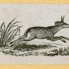 Antelope, deer, elk, and moose.