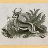 Antelope, deer, elk, and moose.