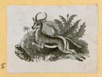 Antelope, deer, elk, and moose.