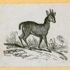 Antelope, deer, elk, and moose.