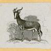 Antelope, deer, elk, and moose.