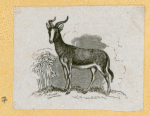 Antelope, deer, elk, and moose.