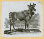 Antelope, deer, elk, and moose.