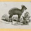 Antelope, deer, elk, and moose.