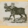 Antelope, deer, elk, and moose.