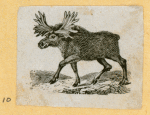 Antelope, deer, elk, and moose.