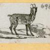 Antelope, deer, elk, and moose.