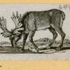 Antelope, deer, elk, and moose.