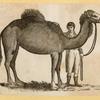 Camels.