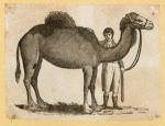Camels.