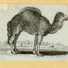 Camels.