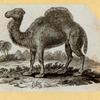 Camels.