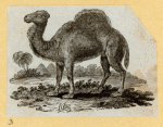 Camels.