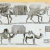 Camels.