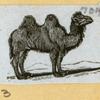 Camels and goats.