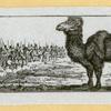 Camels and goats.