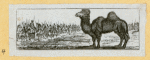 Camels and goats.