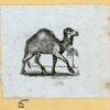 Camels and goats.