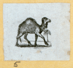 Camels and goats.