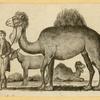 Camels and goats.
