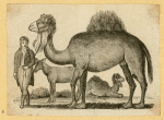 Camels and goats.