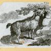 Camels and goats.