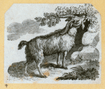 Camels and goats.
