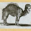Camels and goats.